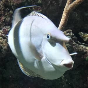 Meet your Posher, Angie